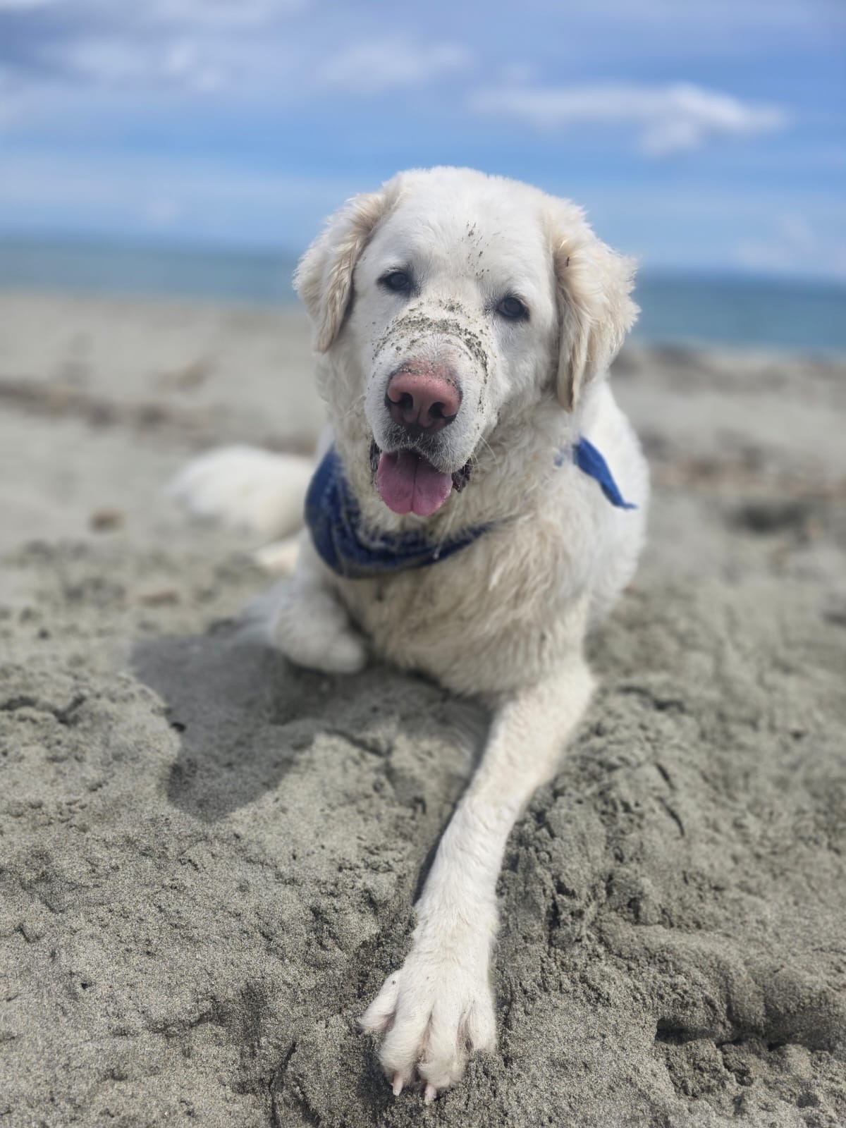 Le grand chien blanc sur la plage