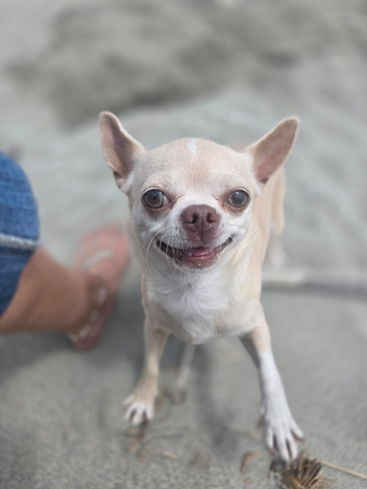 Le chihuahua sur la plage